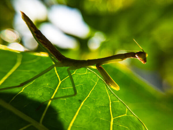 Mantis / Louvadeus