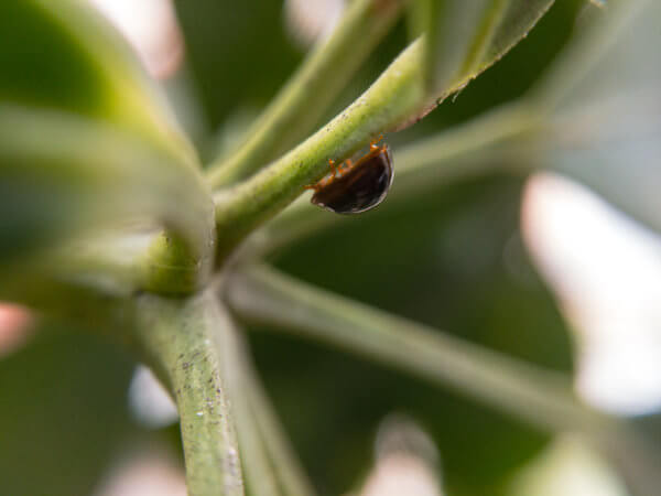 Black Beetle