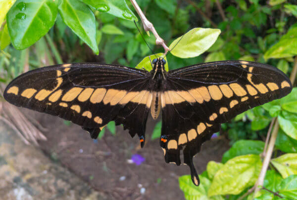 Butterfly Broken Wing
