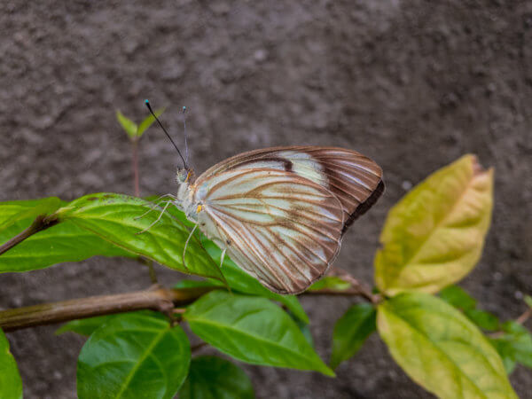 Butterfly Landing