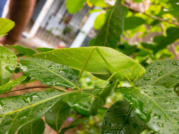 Grasshopper (Gafanhoto Esperança)