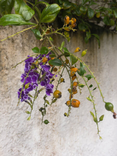 Branch Purple Little Flowers