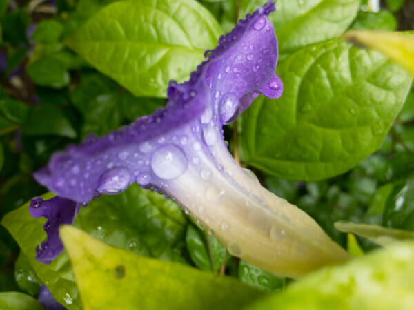 Purple Flower Close