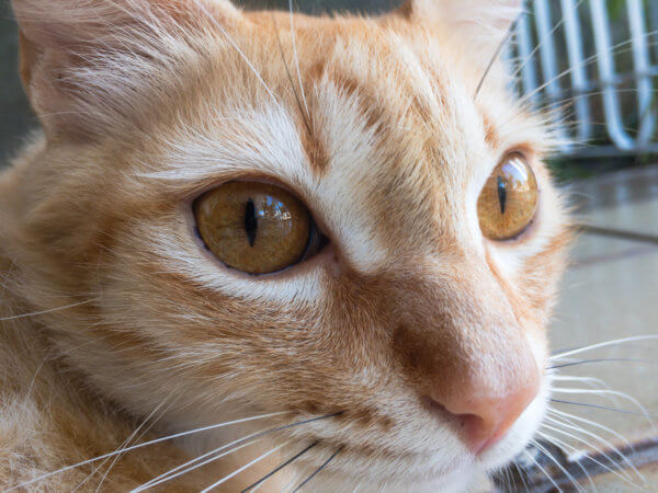 Little Kitty Face