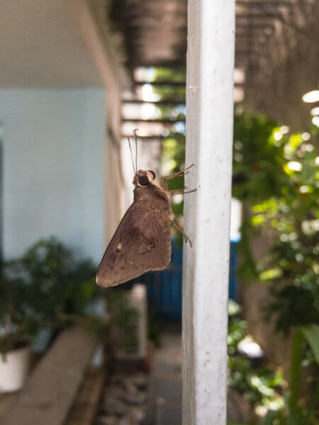 Moth Brown