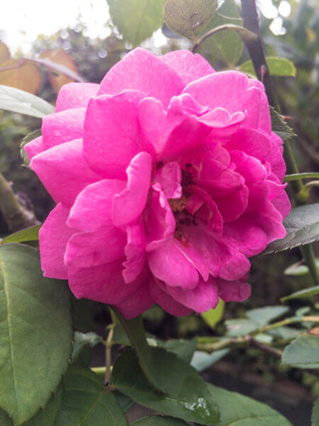 Pink Rose Flower