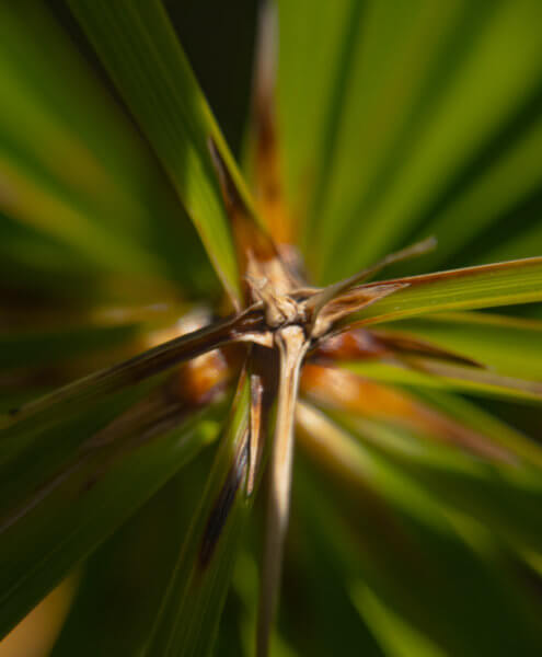 Plant Focused