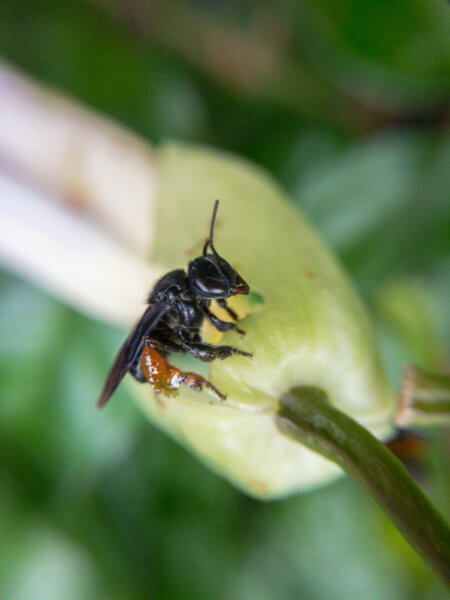 Black Bee